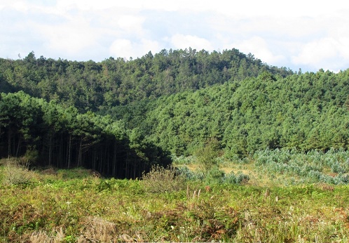 內蒙古樟子松 內蒙古樟子松